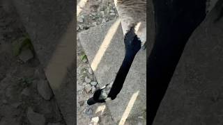 LONG neck 🙀goose backyardnature shortsfeed [upl. by Morlee]