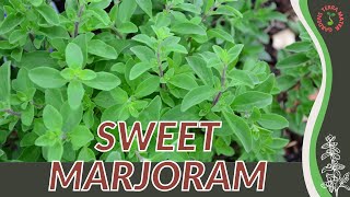 How to grow SWEET MARJORAM in 1 Minute History Growing Nutrition Companion Planting [upl. by Boggers]