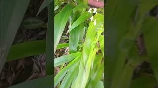 Herbs 🌿 in jamaica red water grass [upl. by Stein874]