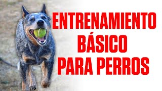 ✅🔥 Como ENTRENAR a tu PERRO para que te obedezca  Entrenamiento Básico  RysolTV [upl. by Tybald]