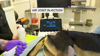 Ultrasoundguided arthrocentesis amp intraarticular injections of the hip amp shoulder joints in dogs [upl. by Icam]