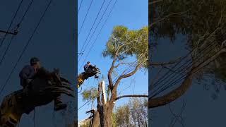 When pruning willow trees beside high  voltage lines safety precautions must be taken [upl. by Vokaay]