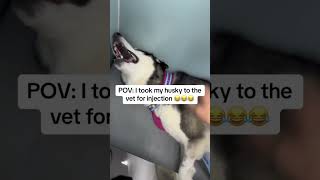 Dramatic husky bollywood petfails goldenretriever music doglover goldenretrieverjoy dog pup [upl. by Lajet]