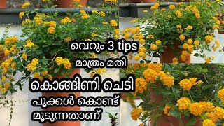 അഞ്ച് പൈസ ചിലവില്ലാത്ത ഈ 3 tips മാത്രം മതി കൊങ്ങിണി ചെടി പൂക്കൾ കൊണ്ട് നിറയാൻ Lantana plant care [upl. by Nalon805]