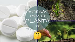 CON UNA SOLA ASPIRINA TUS PLANTAS CRECERAN  VERDAD O MITO  QUE CAUSA LA ASPIRINA EN UNA PLANTA [upl. by Ute]