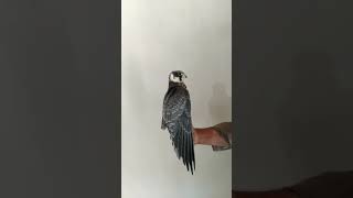 best videosfalconeryperagiren falcon saker falcongyrbirds hunting videoswille birdviralvideo [upl. by Ahsitneuq]