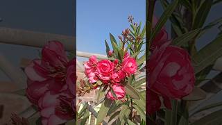 oleander plantflower garden short video [upl. by Loriner854]