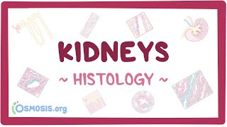 Kidneys Histology [upl. by Borlow220]