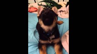 German Shepherd Puppy Talks [upl. by Llerud]