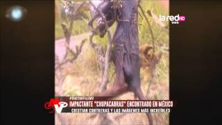 Impactante quotChupacabrasquot encontrado en México [upl. by Billmyre]