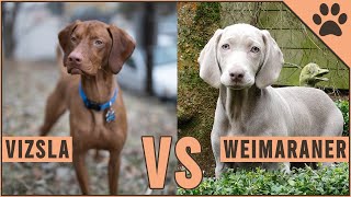 Vizsla vs Weimaraner  Dog Breed Comparison [upl. by Viquelia]