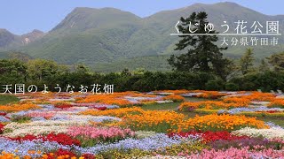 2022春【くじゅう花公園】バラやネモフィラ、リビングストンデージーが見頃。春爛漫です！ [upl. by Nerro182]