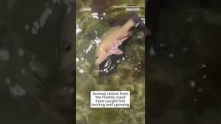 The government is investigating Florida Fish and Wildlife reports of ‘abnormal fish behavior’ [upl. by Puritan110]