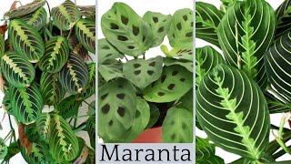 The secret of Maranta Houseplant Care  Maranta Leuconeura Varieties Most Types of Prayer Plants [upl. by Kery275]