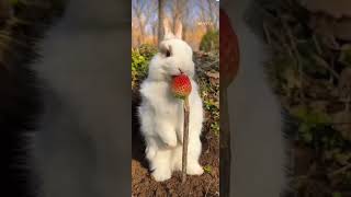 Little Rabbit Eating Strawberry  YouTube  Shorts [upl. by Taro]