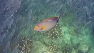 Yellowfin Surgeonfish Acanthurus xanthopterus [upl. by Nagem]