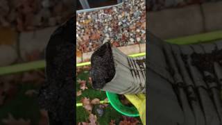 Downspout cleaning tip [upl. by Mike]