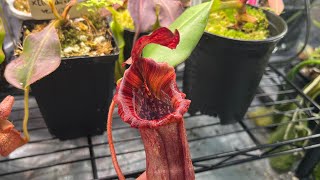 RedLeaf Exotics Nepenthes Unboxing [upl. by Standush]