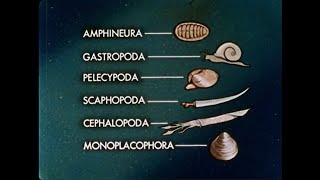 Adaptive Radiation The Mollusks  1961 [upl. by Ashton]