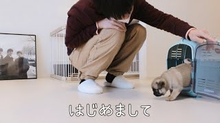 赤ちゃんパグが我が家にやってきた！子犬0歳♂と30代独身男 [upl. by Ellehcem]