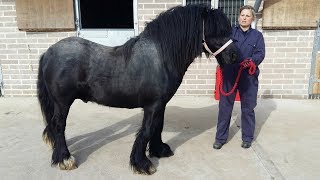 Grossly overweight abandoned pony goes through amazing transformation [upl. by Kelbee946]