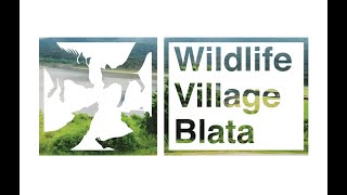 WIILDLIFE VILLAGE BLATA a research center for coexistence with wild animals near Plitvice Lakes [upl. by Emmerie]