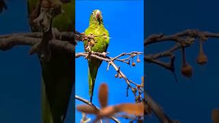 Yellowchevroned parakeet wildlifeofbharat birds wildlife [upl. by Pepi]