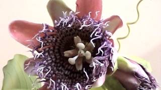 passiflora decaisneana in fiore [upl. by Gersham]