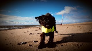 Goring beach dog walk [upl. by Mussman]