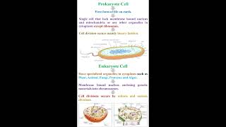 Prokaryotes Cell vs Eukaryote Cell geneticteacher [upl. by Ocisnarf]