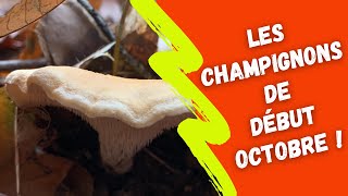 Les champignons de début octobre [upl. by Naanac]