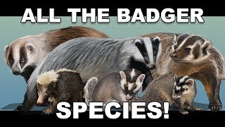 All the Badger species [upl. by Elawalo334]