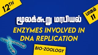 12th BIOZOOLOGY  Chapter 5  PART 11  Molecular Genetics  Enzymes involved in DNA replication [upl. by Felipe]