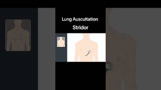 Lung Auscultation Strioder pulmonaryrehabilitation pulmonary healtheducation [upl. by Anaihr]