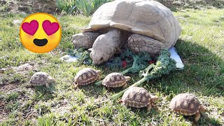 Baby Tortoises Meet Their Mom For the First Time [upl. by Corinna]