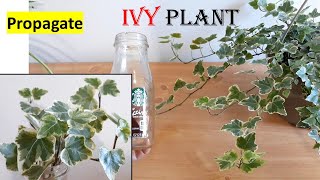 IVY plant Propagate from cutting How to water propagate IVY plant in pot indoor plant [upl. by Yun]