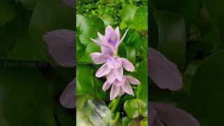 Water Hyacinth blooming timelapse [upl. by Baldridge899]