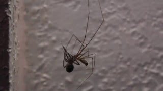 Daddy Long legs vs Black Widow [upl. by Sloan]