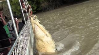 Jumping crocodile pt 1 Adelaide River 15711 [upl. by Candide]