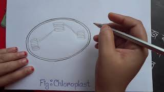 How to draw the diagram of chloroplast [upl. by Schwitzer792]