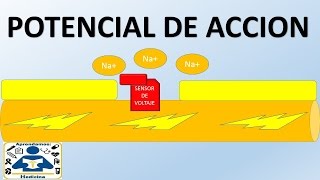 POTENCIAL DE ACCION [upl. by Mitman]