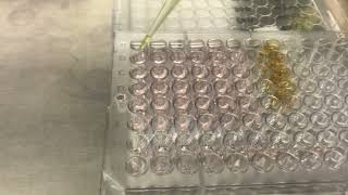 Cell proliferation assay with aqueous one solution [upl. by Eiznekam]