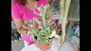 2 Easy Ways  Monadenium Propagation [upl. by Tewfik213]