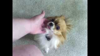 Rescued long haired chihuahua named chance [upl. by Hedda712]