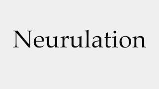 How to Pronounce Neurulation [upl. by Heydon]