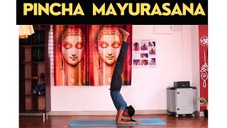 How To  Pincha Mayurasana  Forearm Stand for Beginners  Pincha Mayurasana Tutorial  Hamsa Yoga [upl. by Stanislaw]