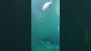 Tambaqui Colossoma macropomum and Manatee Trichechus inunguis  Under water zoo [upl. by Enyt]