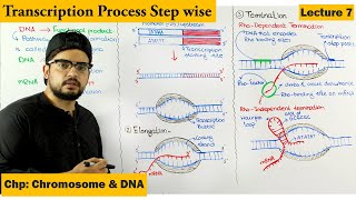 Transcription Termination in Prokaryotes amp Eukaryotes  Biochemistry [upl. by Philippa]