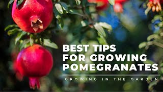 HOW to PLANT and GROW POMEGRANATES plus WHEN to HARVEST HOW to EAT and what to do about BUGS [upl. by Notgnimer578]