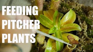 HOW TO feed Pitcher Plants [upl. by Tonie]